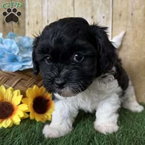 Oreo, Shih-Poo Puppy